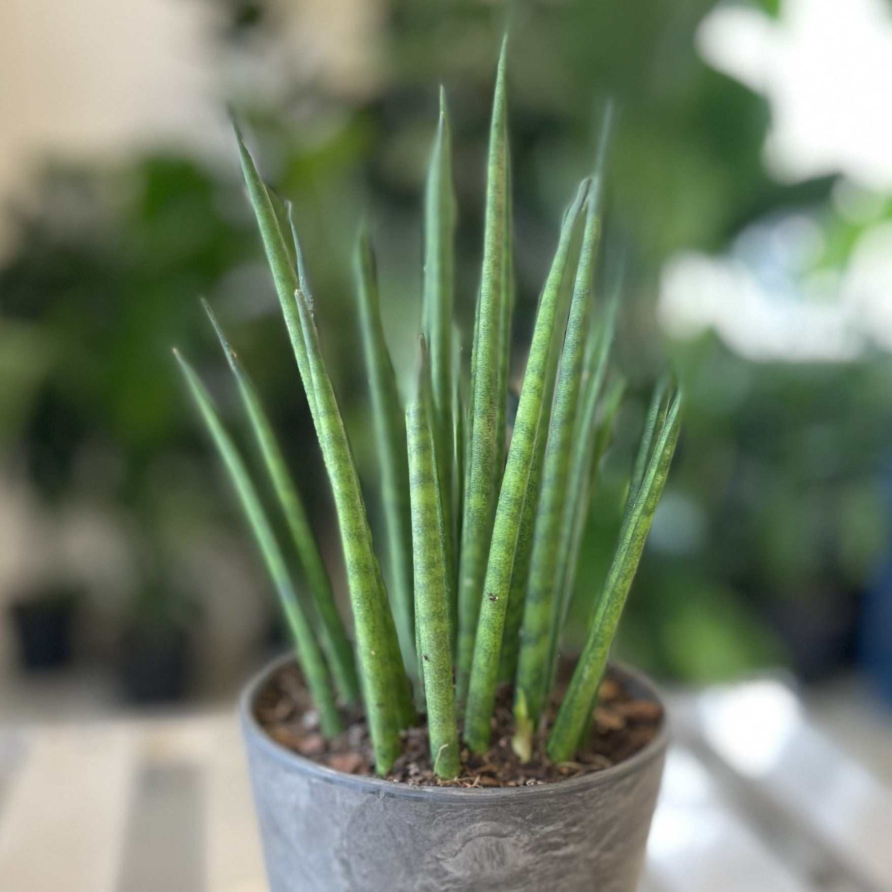 The Glasshouse Sansevieria With Pot & Tray